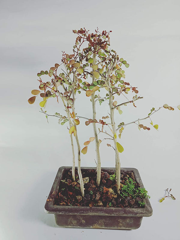 Live Dividivi Bonsai Forest With Bonsai Pot divi divi best deal in live bonsai