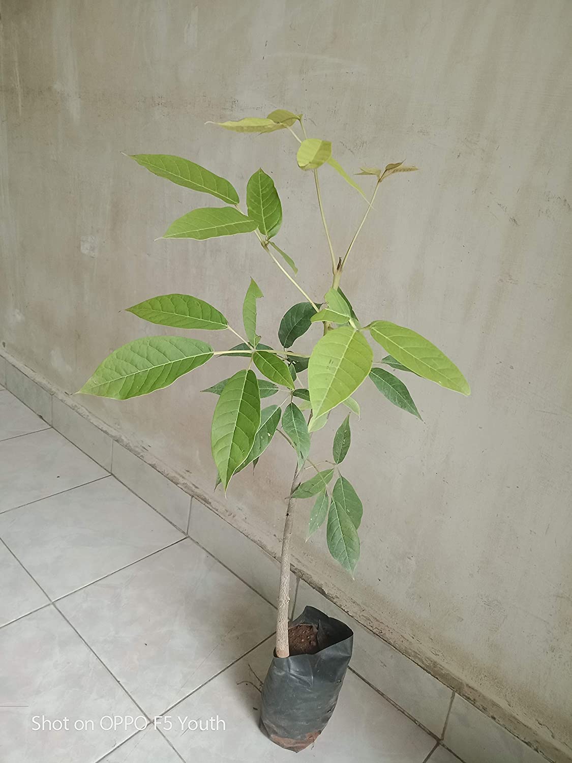 Green Paradise Tabebuia rosea  Pink Trumpet Tree