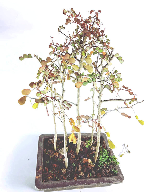 Live Dividivi Bonsai Forest With Bonsai Pot divi divi best deal in live bonsai
