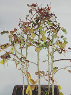 Live Dividivi Bonsai Forest With Bonsai Pot divi divi best deal in live bonsai