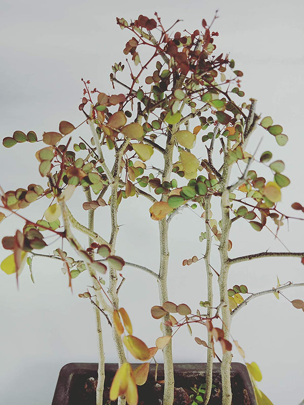 Live Dividivi Bonsai Forest With Bonsai Pot divi divi best deal in live bonsai