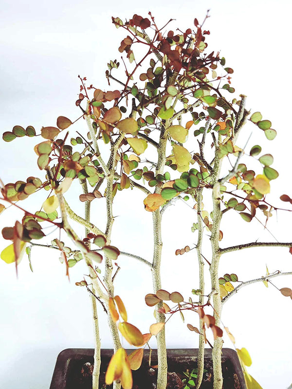 Live Dividivi Bonsai Forest With Bonsai Pot divi divi best deal in live bonsai