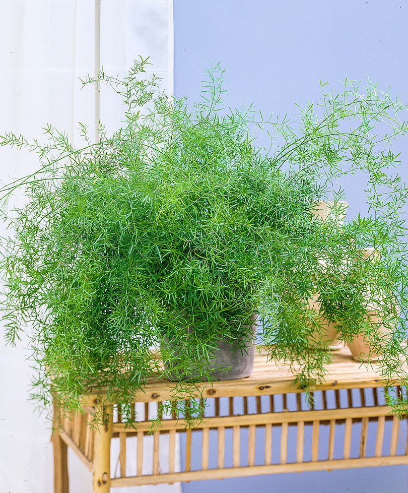 Green Paradise Asparagus sprengeri Live Plant