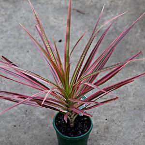 Dreceana Colorama Indoor Live Plant