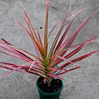Dreceana Colorama Indoor Live Plant
