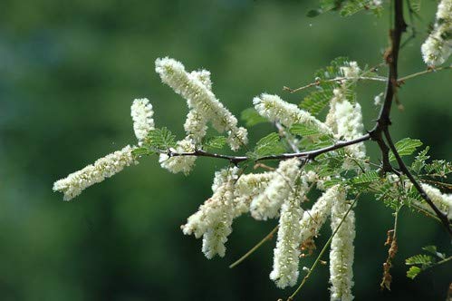 Green Paradise Acacia Senegal Sapling Plant for Bonsai Lovers Live Healthy Plant