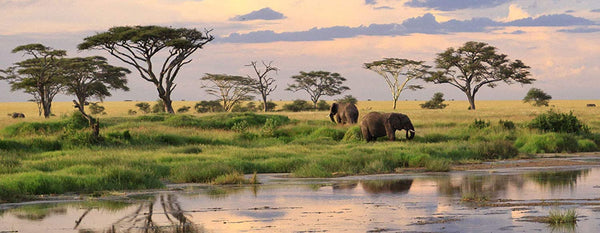 Green Paradise Acacia Senegal Sapling Plant for Bonsai Lovers Live Healthy Plant