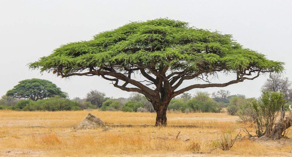 Green Paradise Acacia Senegal Sapling Plant for Bonsai Lovers Live Healthy Plant