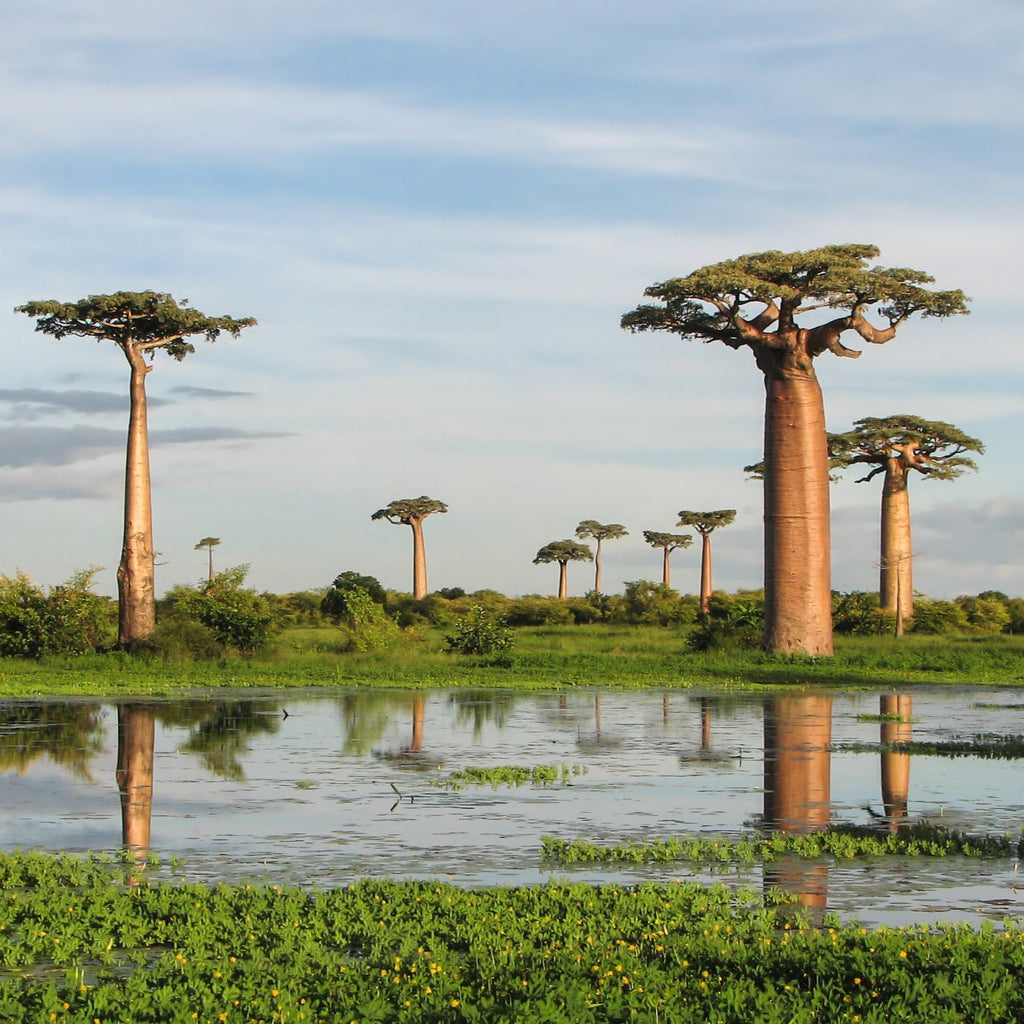Rare Baobab tree Kalpvriksh choramlo Live Healthy Plant