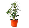 Beautiful Adenium Desert Rose Bonsai Plant for office or home in a plastic Mother's day Gift with a cute card