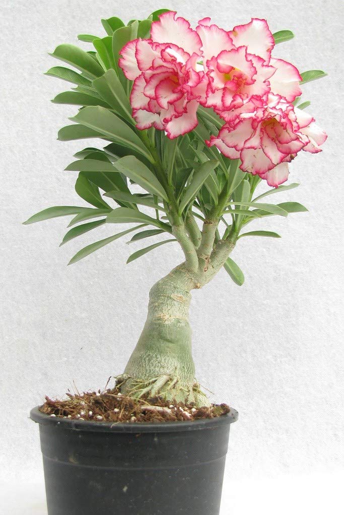 live healthy Adenium Desert Rose seedlings set of 2 healthy plants from Green Paradise®