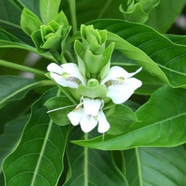 Adusi Plant Adhatoda Vasica Adulsa Medicinal Plant