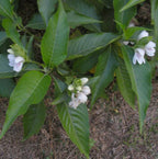Adusi Plant Adhatoda Vasica Adulsa Medicinal Plant