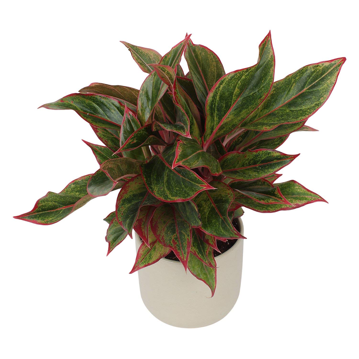 Indoor Plant Aglonema Red in White Ceramic Pot
