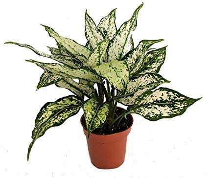 Green Paradise Aglonema (Evergreen) Natural live Indoor Plant Green