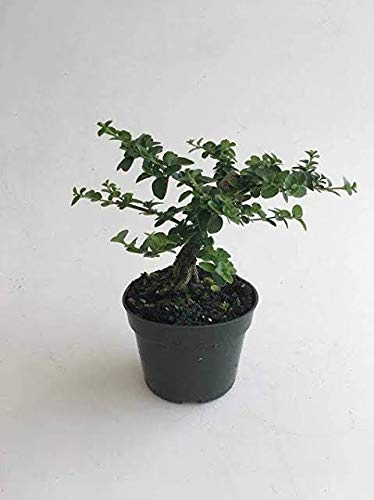 Live Agnimantha Premna Integrifolia herbal plant