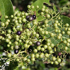 Live Agnimantha Premna Integrifolia herbal plant