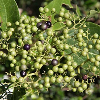 Live Agnimantha Premna Integrifolia herbal plant