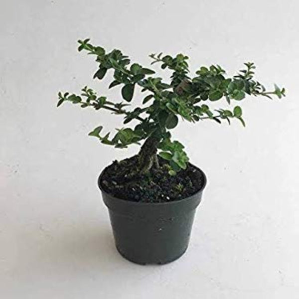 Live Agnimantha Premna Integrifolia herbal plant