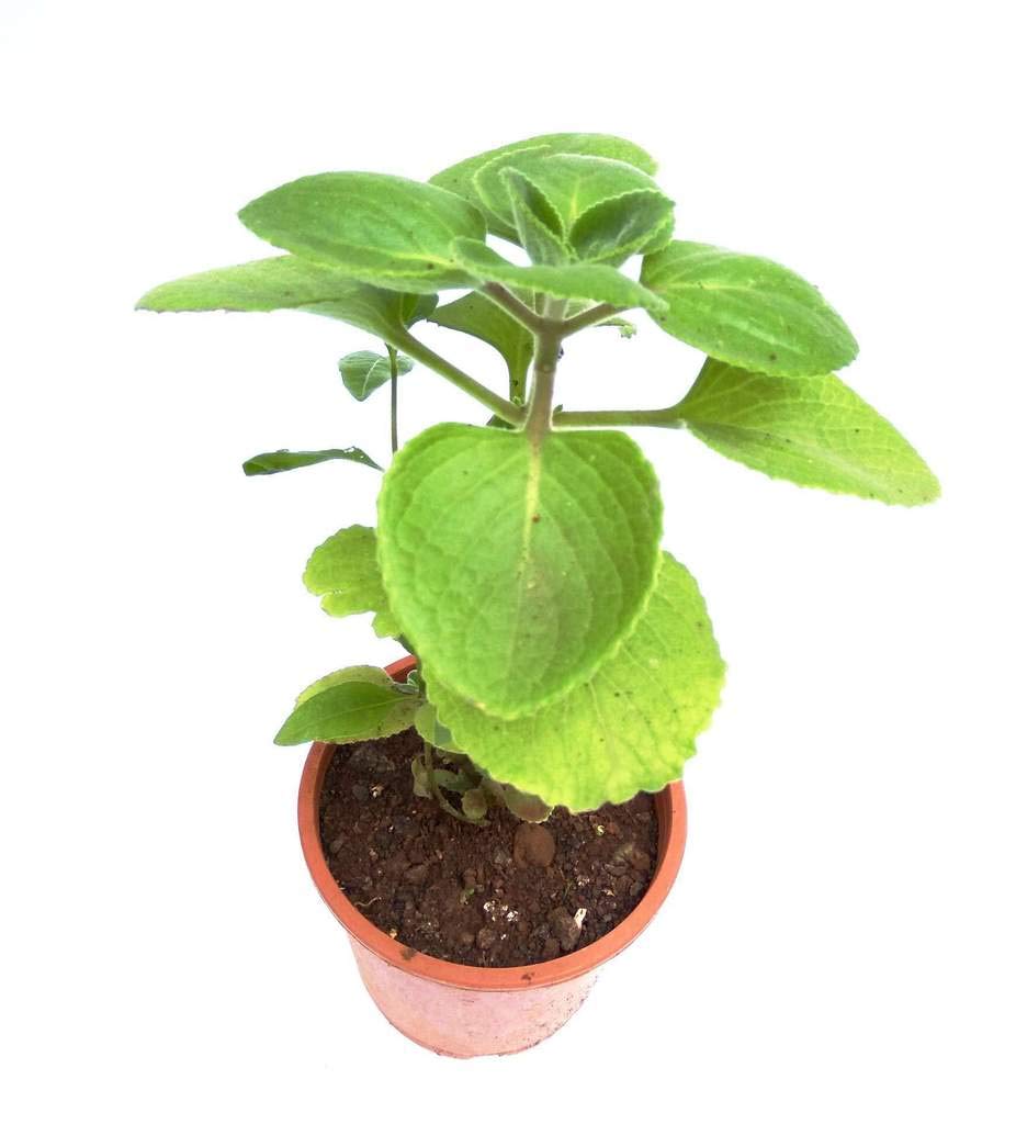 Ajwain Omavalli Karpooravalli Live herbal Plant