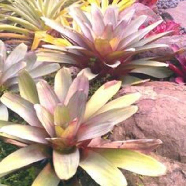 Green Paradise® Alcanterea Guzmania flowering Live Plant