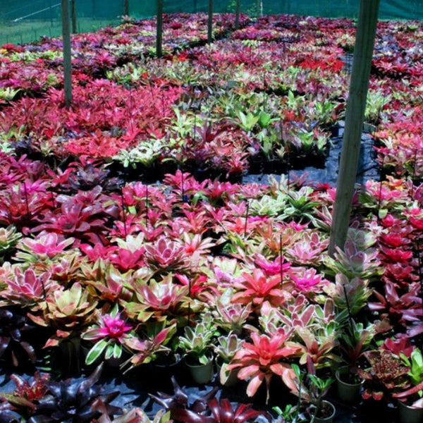 Green Paradise® Alcanterea Guzmania flowering Live Plant