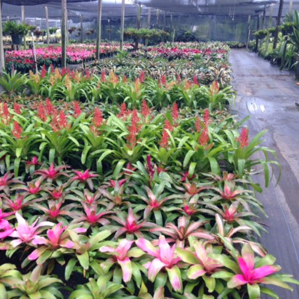 Green Paradise® Alcanterea Guzmania flowering Live Plant