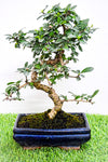 Bonsai Carmona 3 years old  Tree with Ceramic Pot