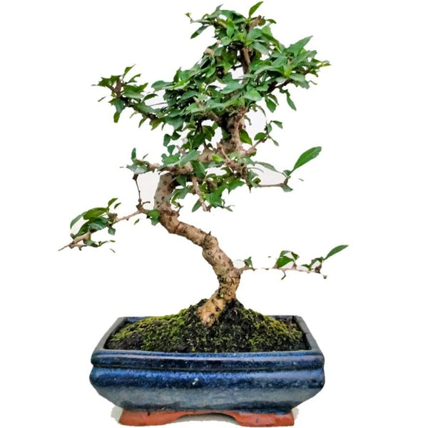Bonsai suitable Carmona Fukien Tea Tree with Pot (Live Plant)
