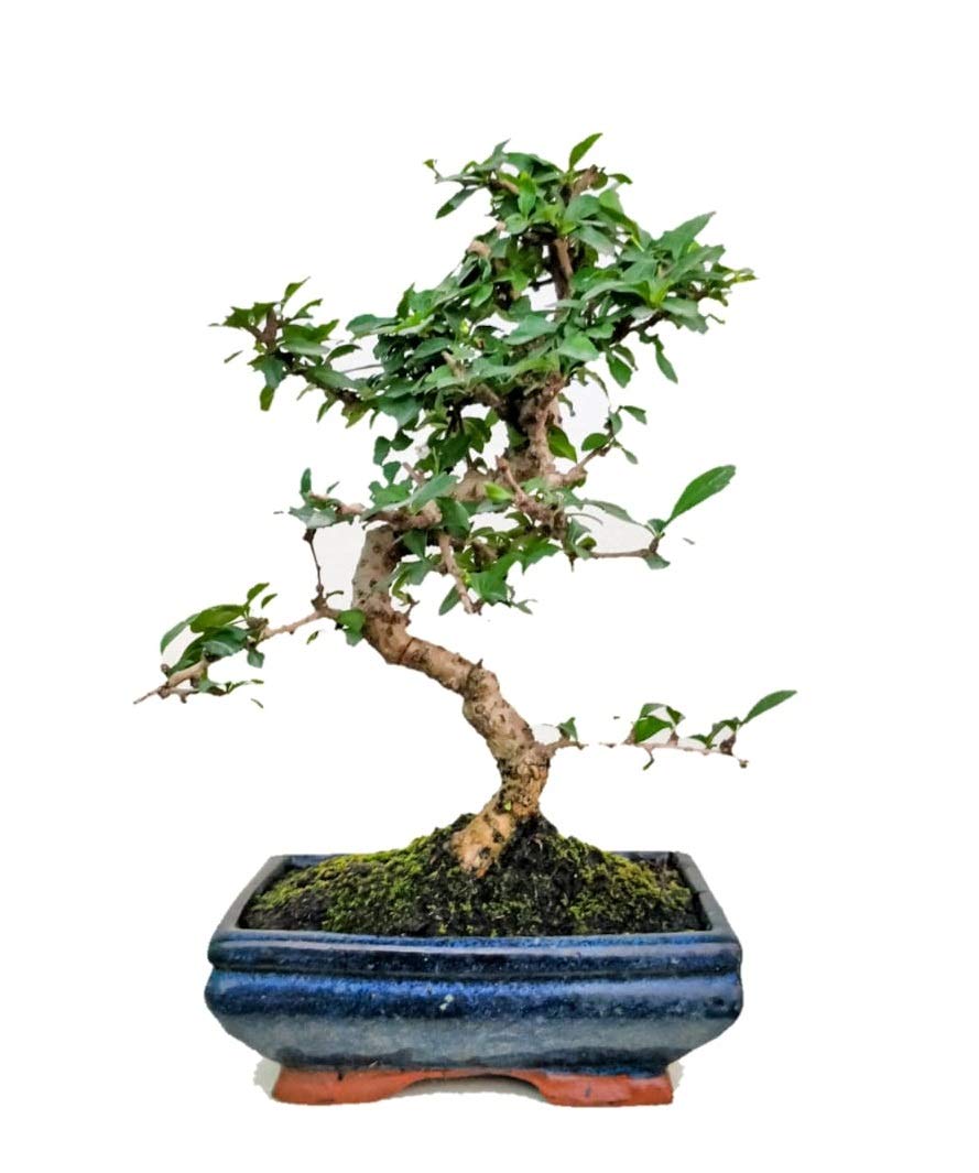 Carmona Bonsai tree With Ceramic Bonsai Tray