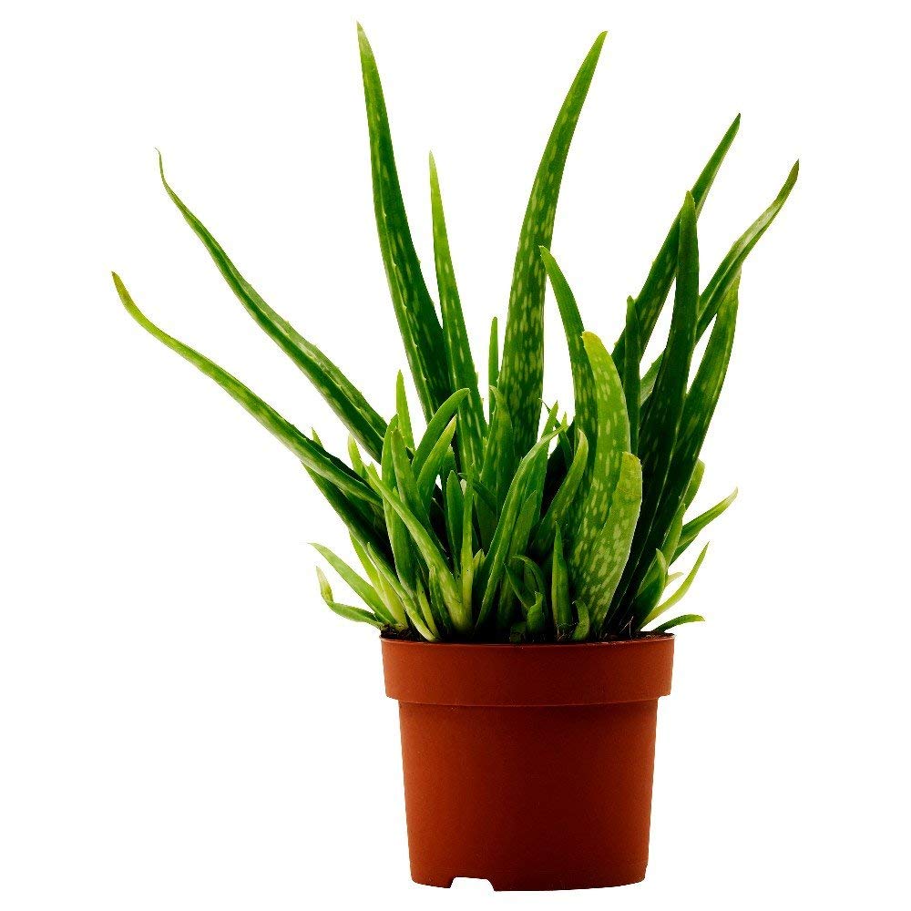 Aloe vera Plant