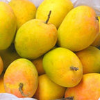 Exclusive Alphanso (Devgad Hapus) Mango Live Plant