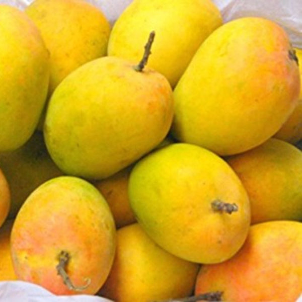 Exclusive Alphanso (Devgad Hapus) Mango Live Plant