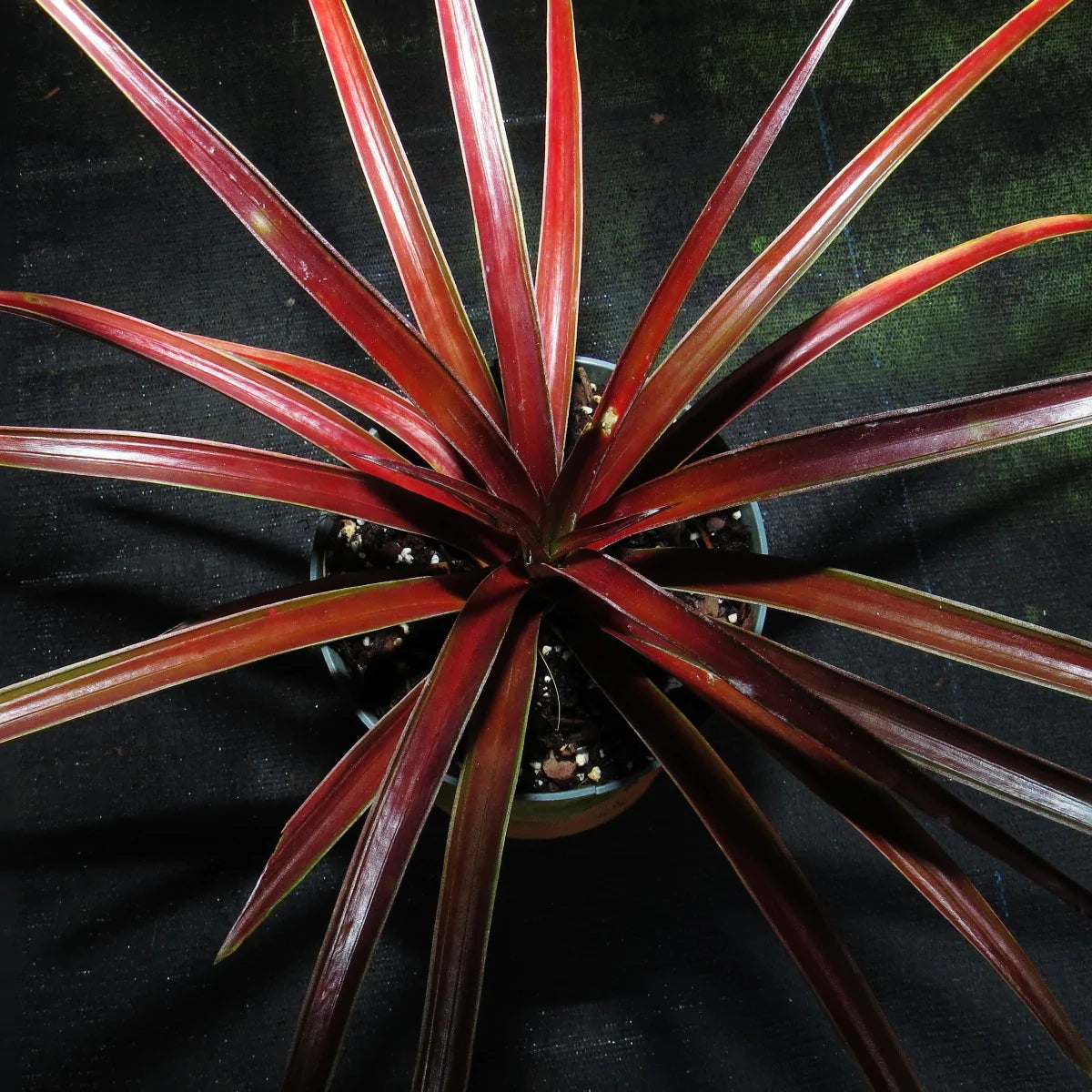 Green Paradise Red Dwarf Pine Apple Plant