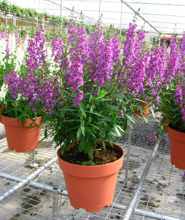 Angelonia purple flower live healthy plant
