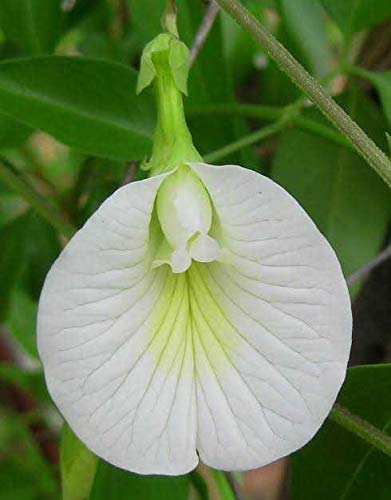 Clitoria Ternatea Aparajita Butterfly Pea or White Clitoria Flower 25 Seeds