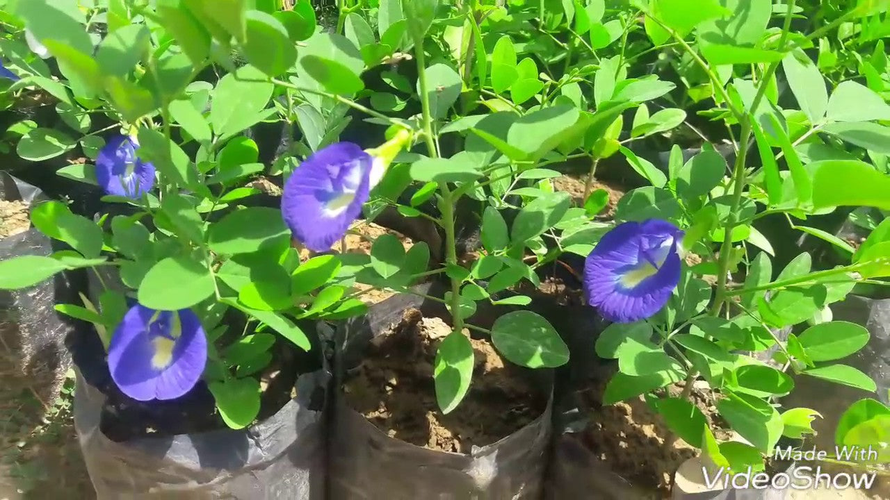 Aparajita Clitoria Ternatea Blue Single Petals Flowers Herbal Plant