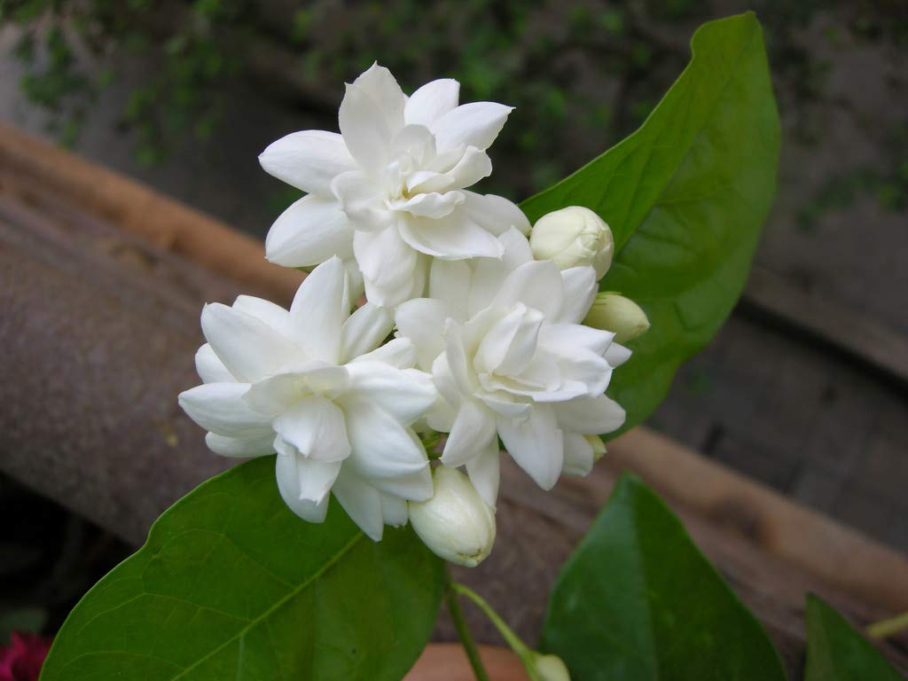 Image of Parijat Night Jasmine Flower Laying On Wooden  BackgroundPT320175Picxy
