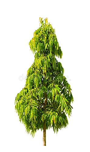 Holy Ashopalav Tree Ashoka Tree Live Healthy Sapling Plant