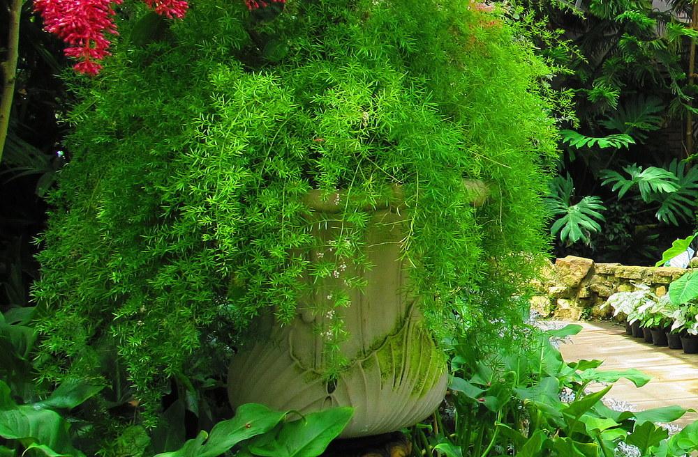 Green Paradise Asparagus sprengeri Live Plant