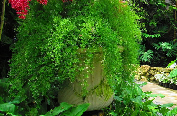 Green Paradise Asparagus sprengeri Live Plant