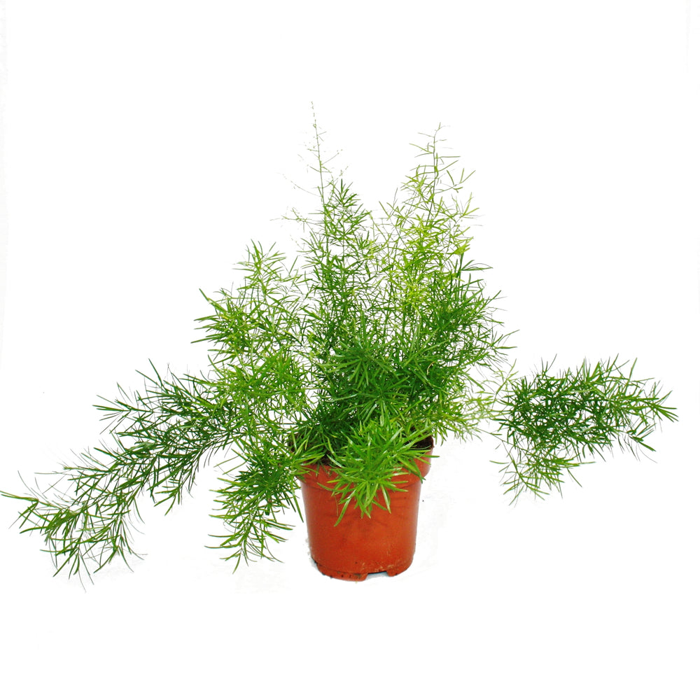 Green Paradise Asparagus sprengeri Live Plant