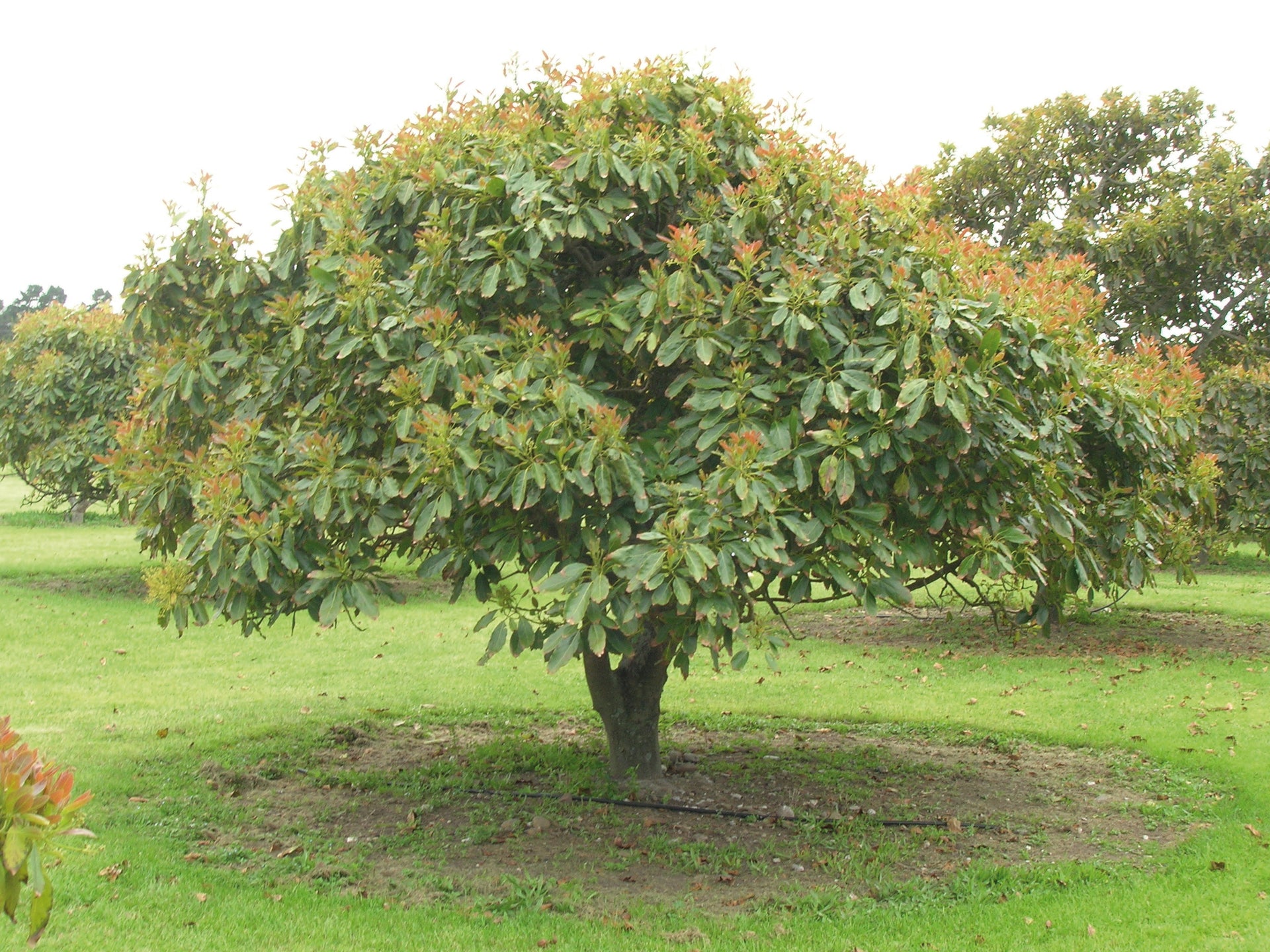 Avocado Fruit  Plant Grafted Healthy greenish - purple  Avacado Plant