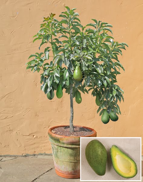 Avocado Fruit  Plant Grafted Healthy greenish - purple  Avacado Plant