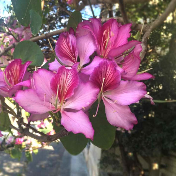Green Paradise Bauhinia Blakeana Live Plant