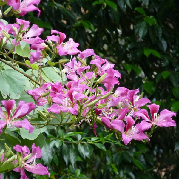 Green Paradise Bauhinia Blakeana Live Plant
