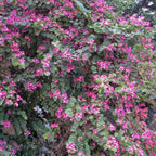 Green Paradise Bauhinia Blakeana Live Plant