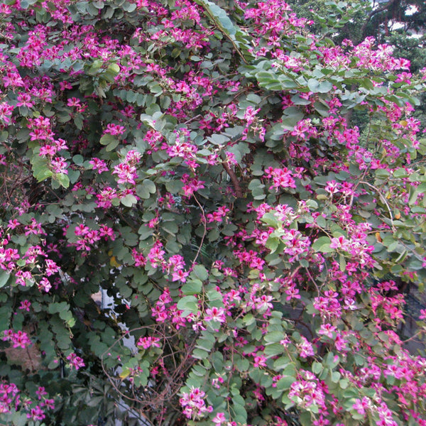 Green Paradise Bauhinia Blakeana Live Plant