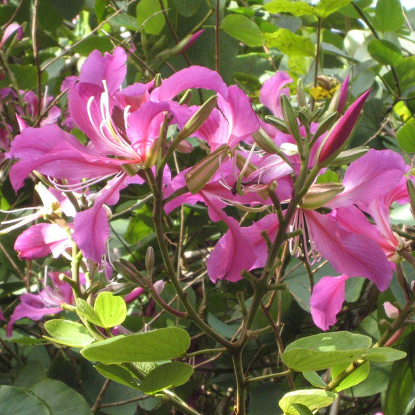 Green Paradise Bauhinia Blakeana Live Plant