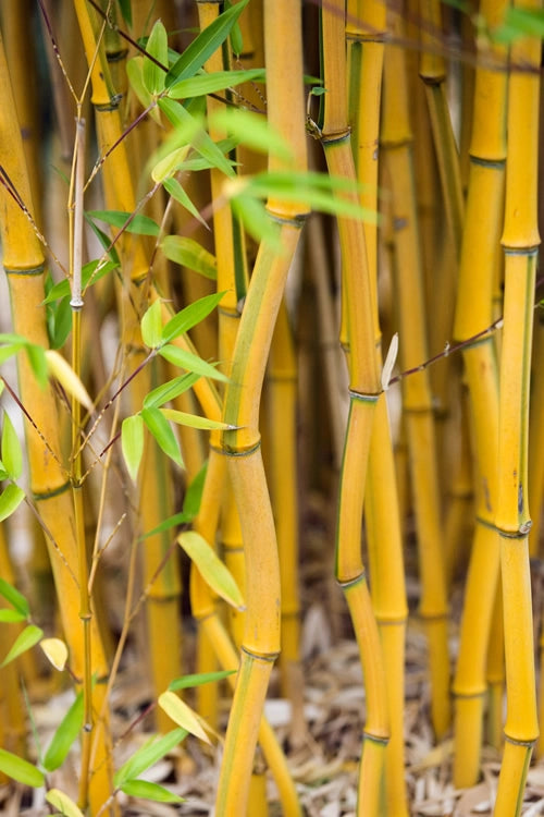 Golden Bamboo Plant Holy And Fengsui Golden Bamboo Live Plant With Pot